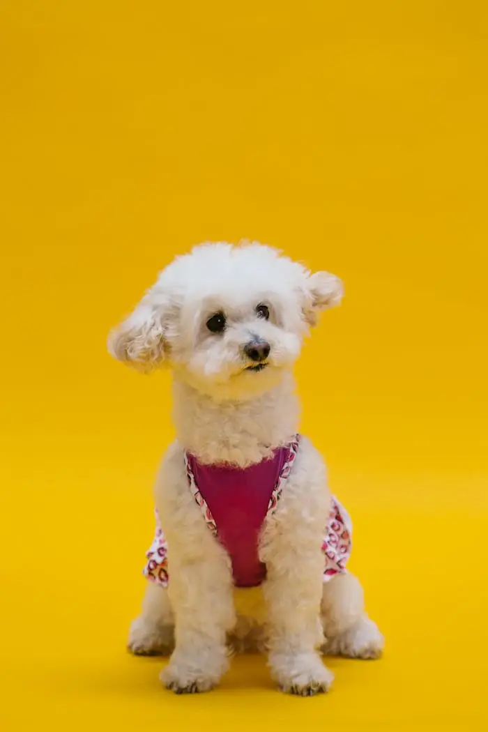 Photo of a White Furry Poodle on a Yellow Surface